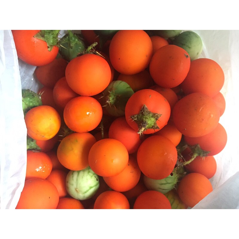 terong duri terong hutan 500gr