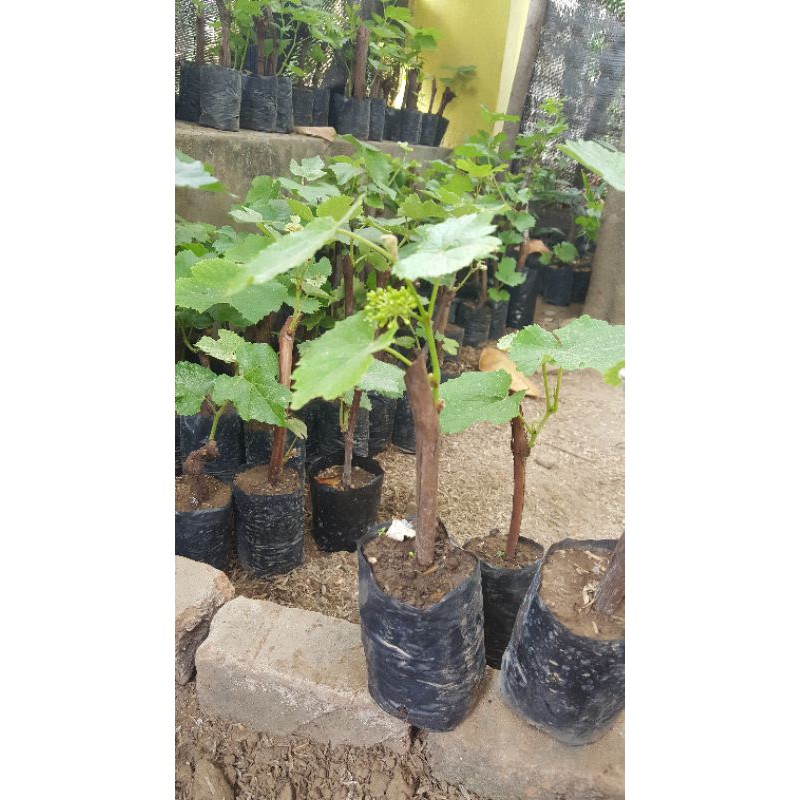 

2 batang anggur lokal