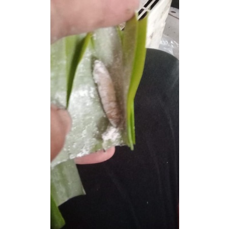 Kepompong pisang per 30 ekor