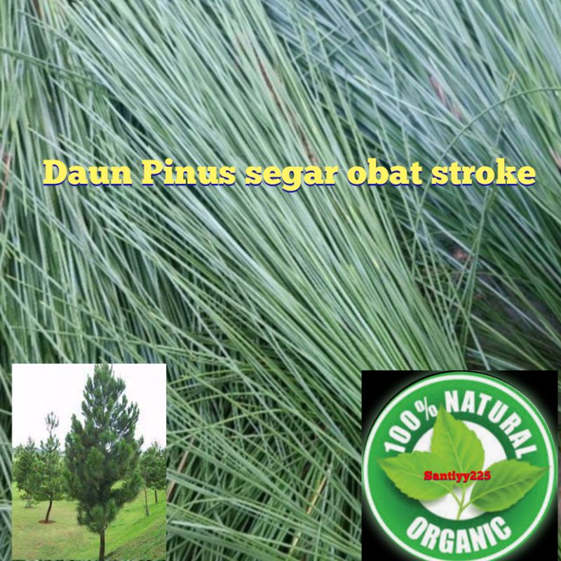 Jual Daun Pinus Segar Per 1 Kg Shopee Indonesia