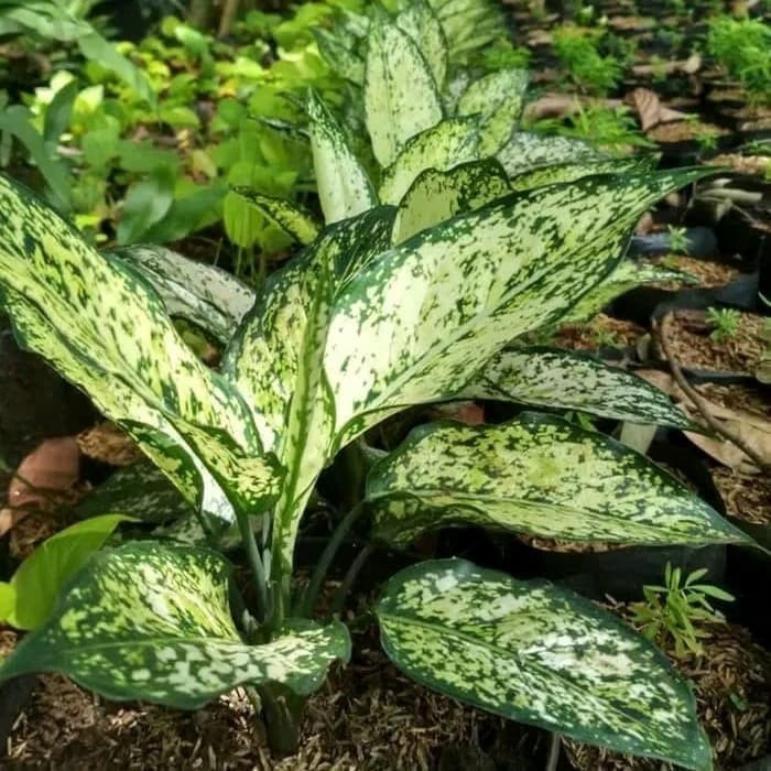 Tanaman hias aglonema snow white/aglonema salju