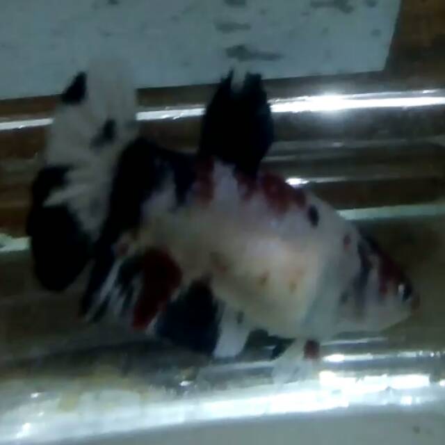 Cupang hias koi galaxy FEMALE