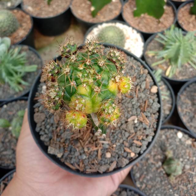 Kaktus gymno damsii var