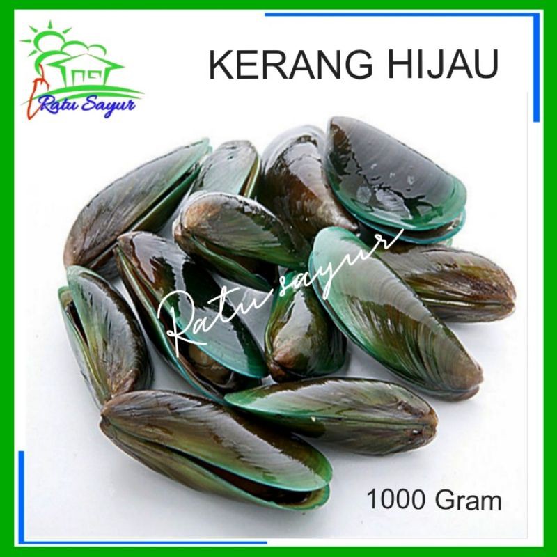 

KERANG HIJAU/ratusayur.id