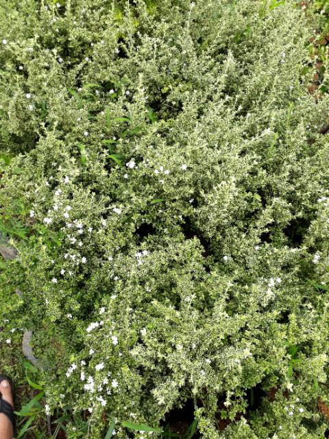 Tanaman Hias Mirten Shopee Indonesia