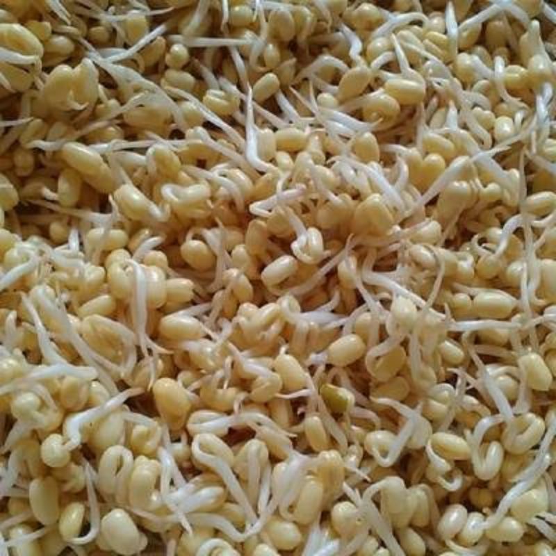 

Tauge Pendek/Kecambah kecil 250g