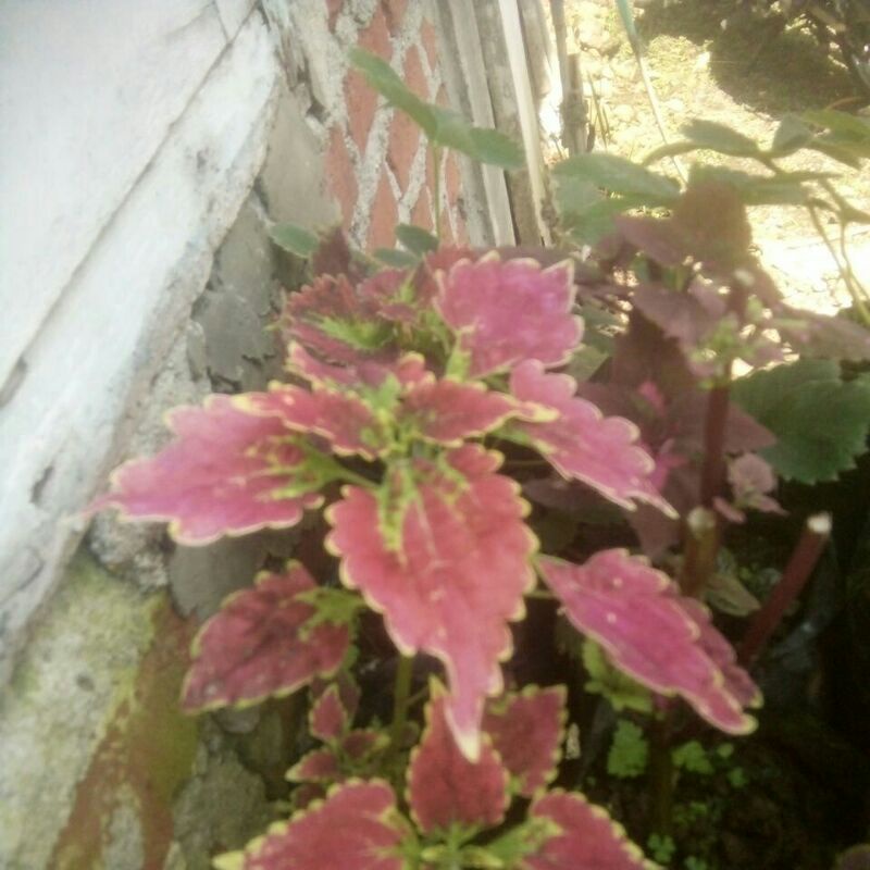 kembang hias