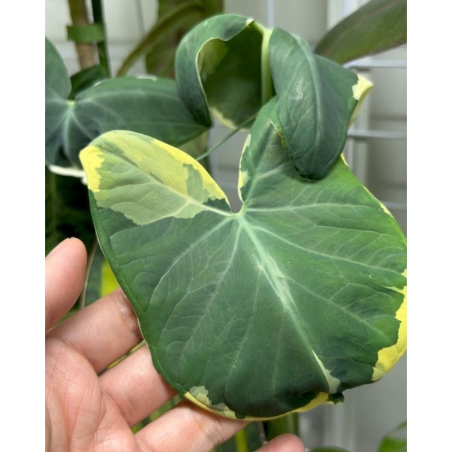 Tanaman hias Mikey mouse/ xanthosoma varigata