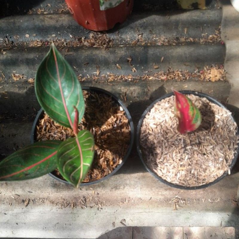 aglonema black pos rad exso harga live lelang