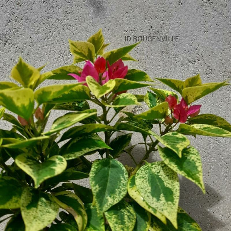Bougenville Singapore Varigata Fanta
