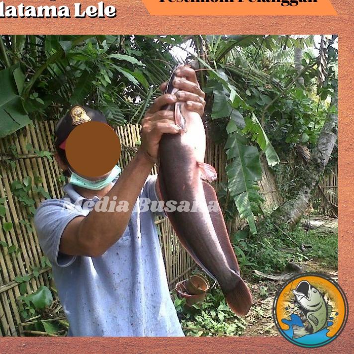 Harga Potongan Essen Esen Ikan Lele Galatama Lele Ampuh Paling Jitu Irex Merah Umpan Galatama Gt Har