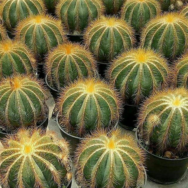 

Noto cactus