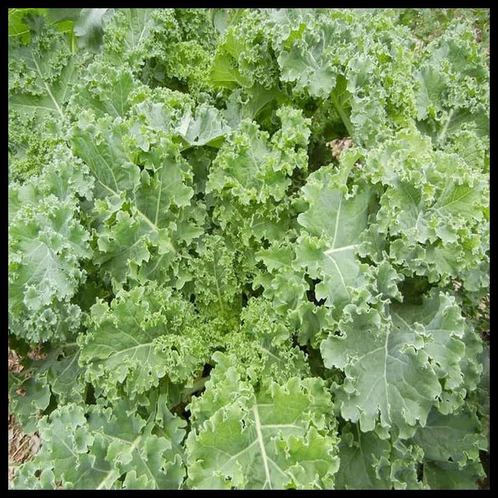 BENIH / BIBIT / BIJI - KALE 'SIBERIAN DWARF' SEEDS - IMPORT