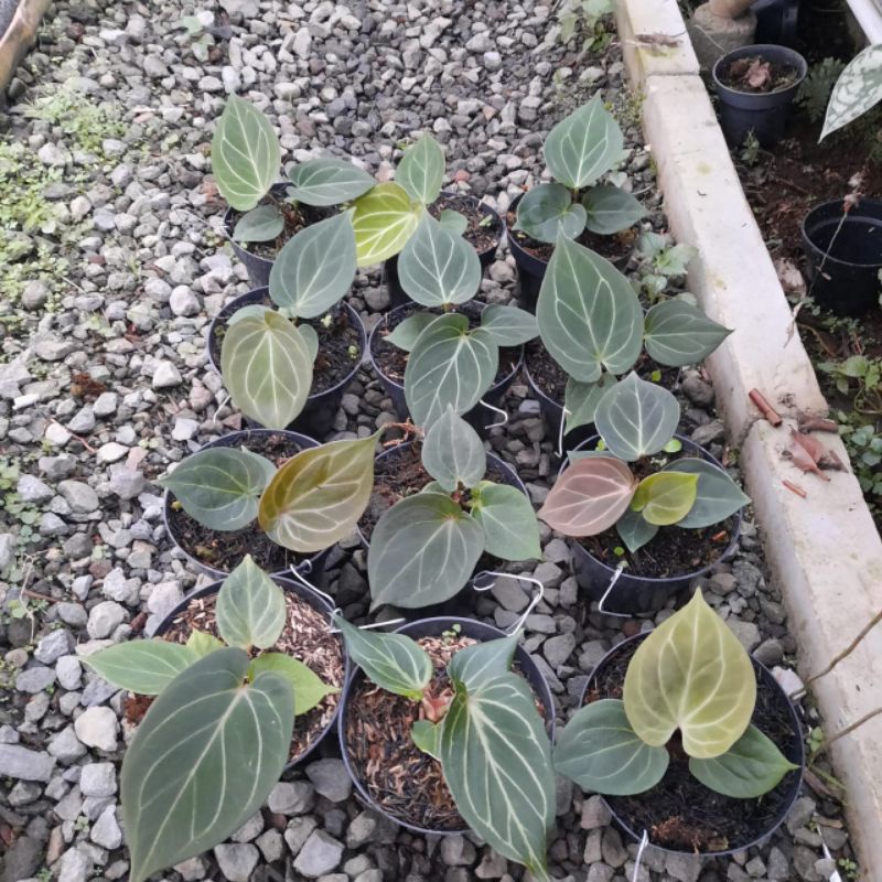 anthurium kuping gajah King of spades