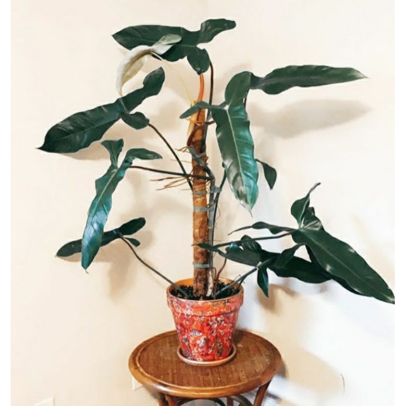 PHILODENDRON MEXICANUM