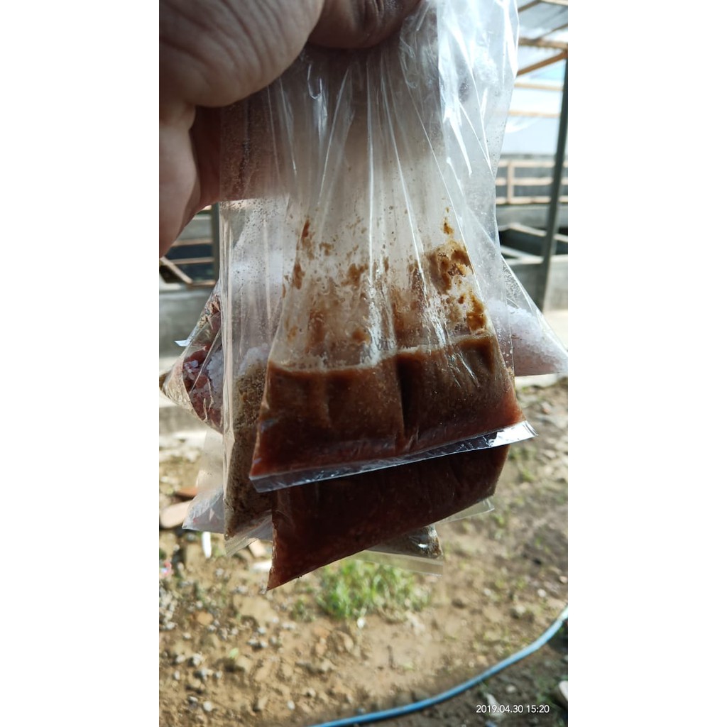 Pupuk green water chlorella untuk kultur kutu air moina/dhapnia