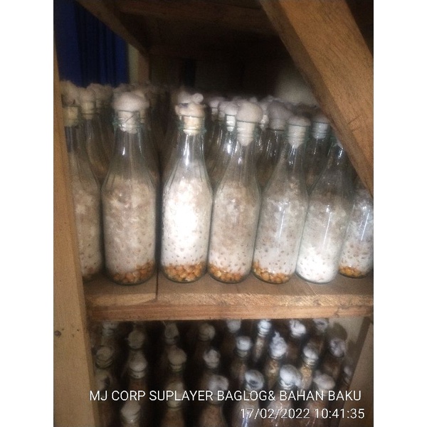 Bibit jamur kuping hitam F2