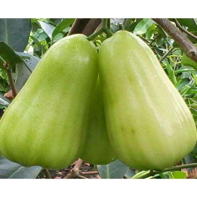 Bibit Jambu Air Madu Super Green