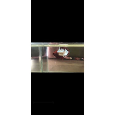 ikan cupang fccp 1 top grade