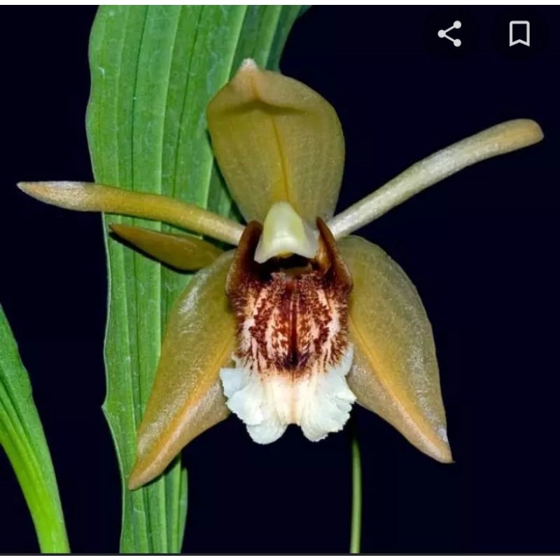 Anggrek Coelogyne Speciosa