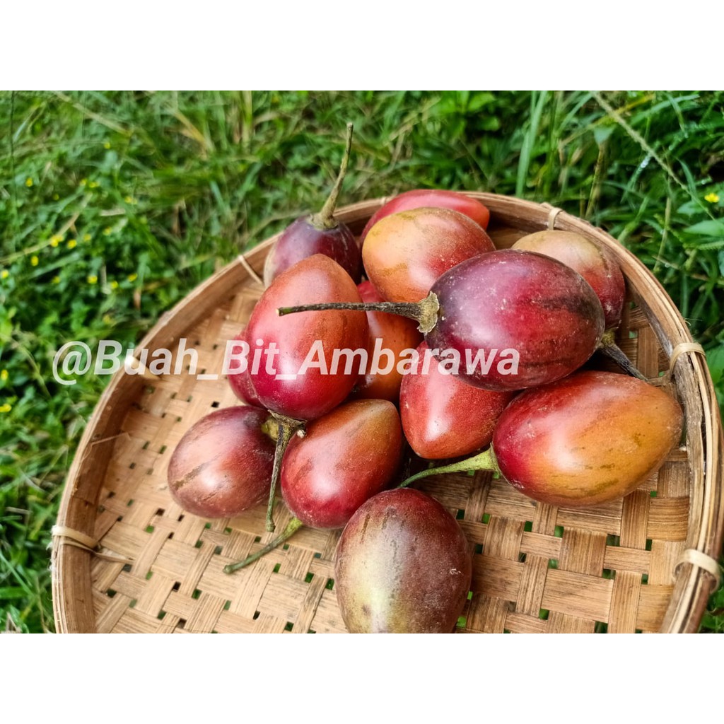 

TERONG BELANDA/BUAH TERONG BELANDA/FRESH/1KG