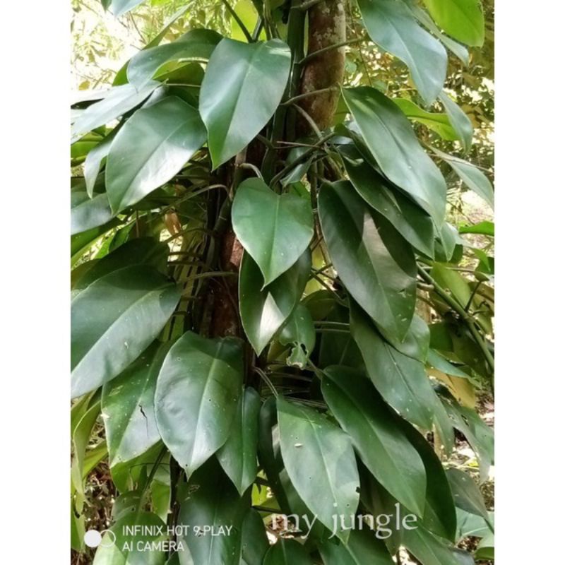 rhaphidophora hongkongensis