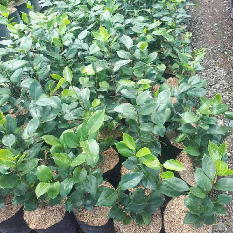 Bibit bunga camelia merah hasil cangkok