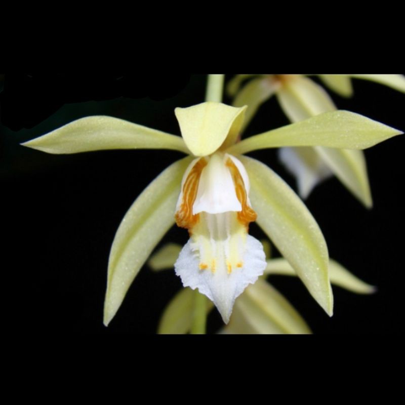 Anggrek Coelogyne Rochussenii