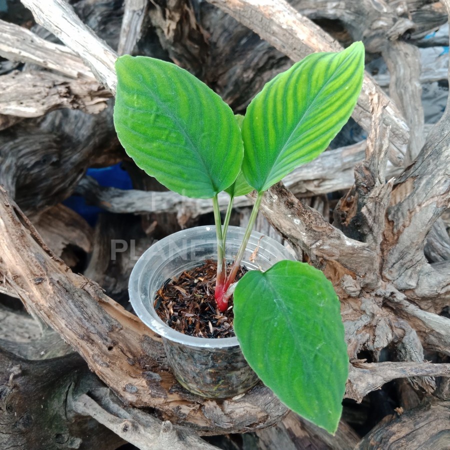 HOMALOMENA GREEN VELVET - TANAMAN HIAS JUNGLE PLANT PALUDARIUM TERRA