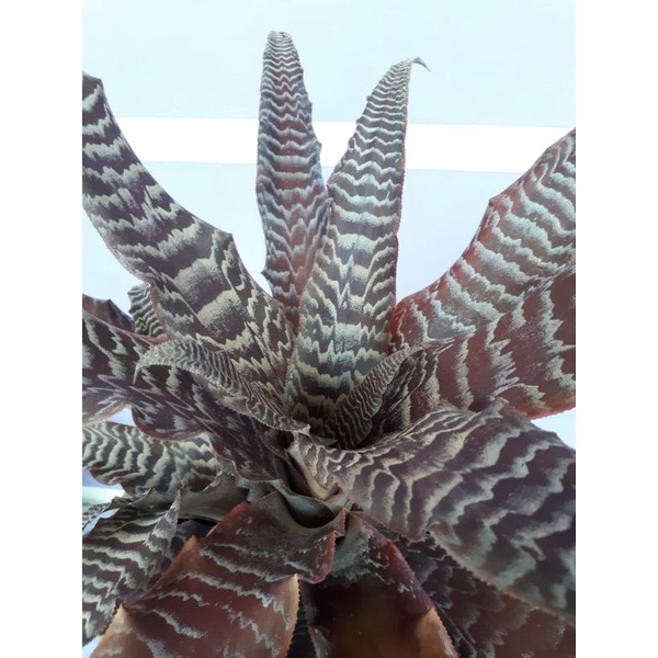 Sansivera Tokek/Sansivera Cryrptanthus fosterianus