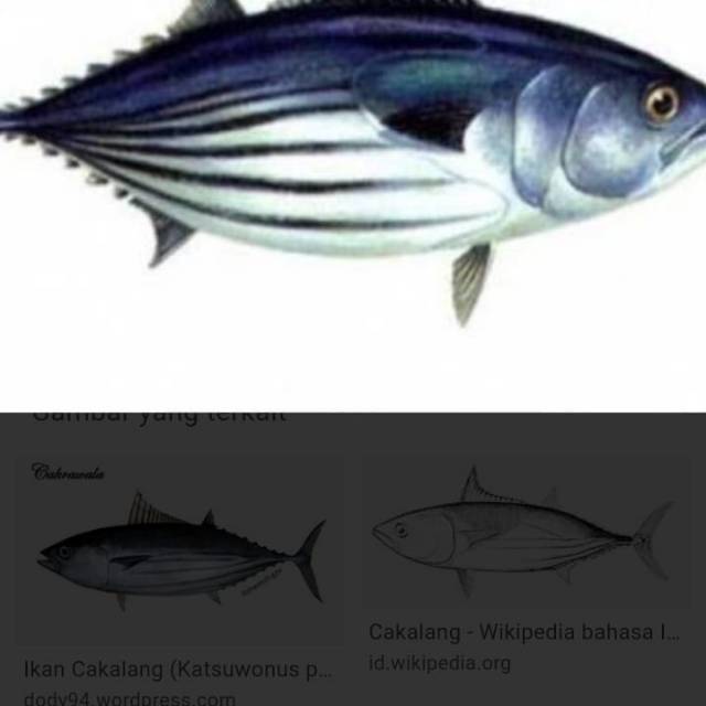 

IKAN CAKALANG