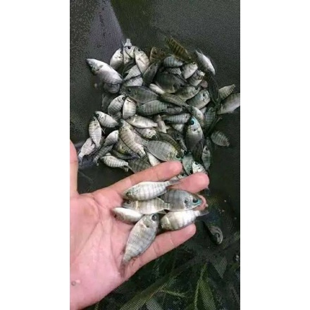 Bibit Ikan Mujair 1kg /Bibit Mujaer /Baby Tilapia Fish/Mujaer Murah