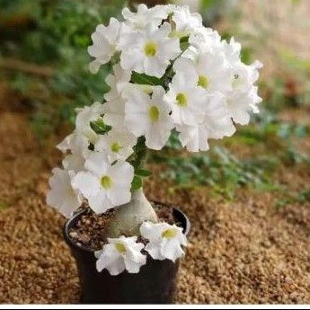 murah bibit tanaman adenium bunga putih bonggol besar bahan bonsai kemboja