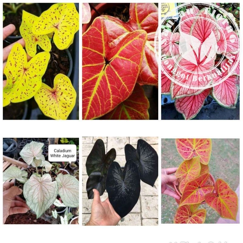 Paket 6 Bibit bonggol Keladi Hias