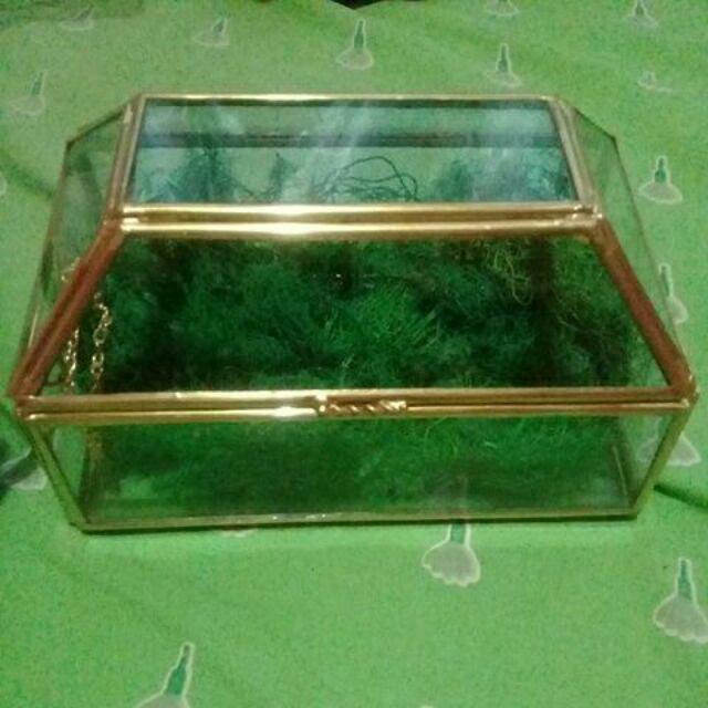 Ring Box Terrarium