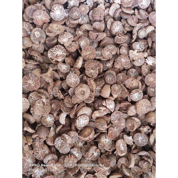 

Pinang Iris BS (pinang batu)