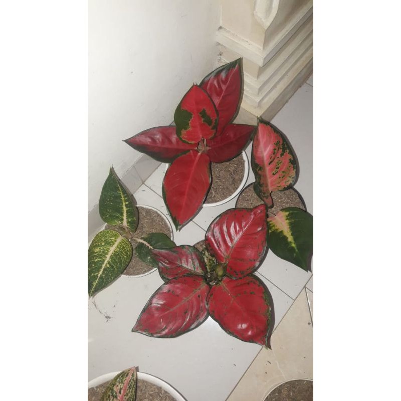 Aglonema Suksom Kulture Shinta Red Anjamani dan Kochin hibrid