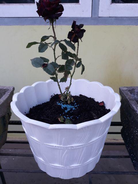 Pot Bunga Shallom Putih Motif Kayu 28cm