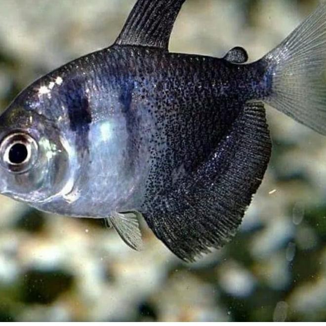 

Lagiviral ikan black tetra_promo