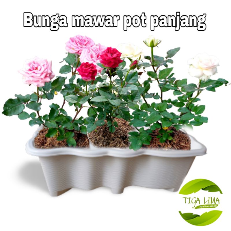 Bunga mawar di pot panjang/tanaman hias/bunga hias mawar hidup