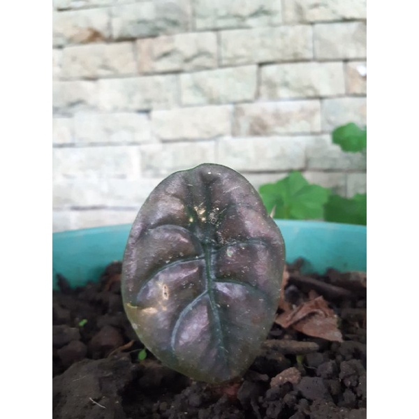 alocasia cuprea