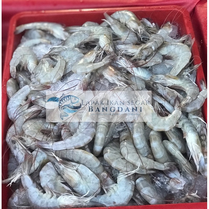 

Udang Segar @per kg