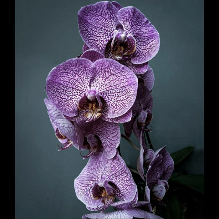 tanaman hias anggrek bulan spike hybird taiwan spike murah