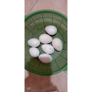 Telur Ayam Kalkun bisa di tetaskan