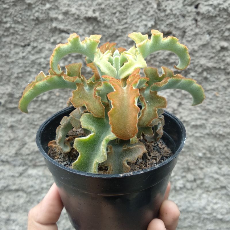 Kalanchoe Beharensis | DP 10cm | Sukulen