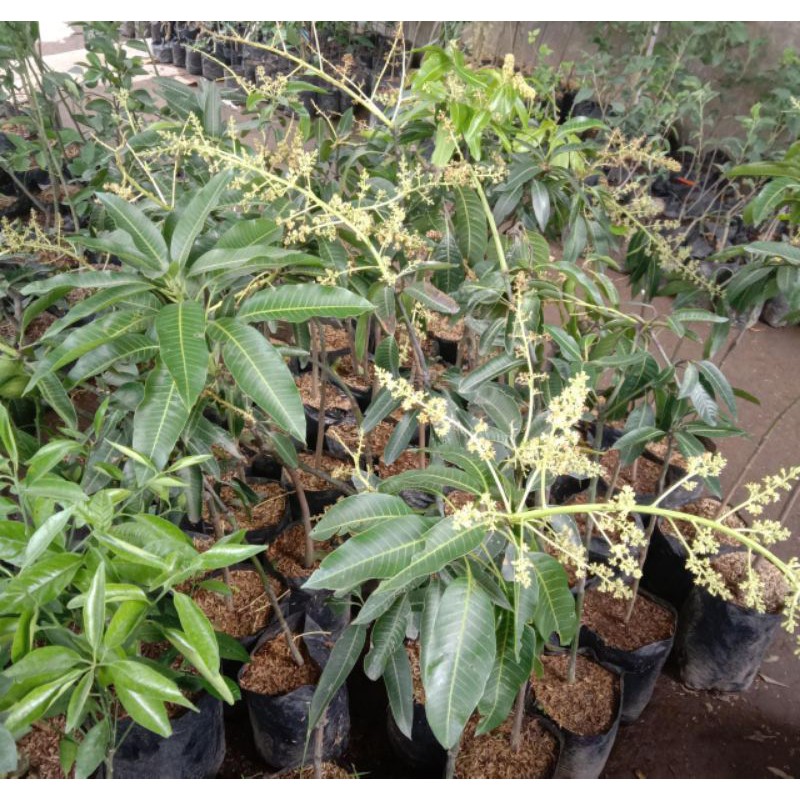 bibit mangga berbunga