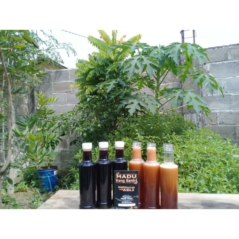 

Madu Hutan Kang Santri