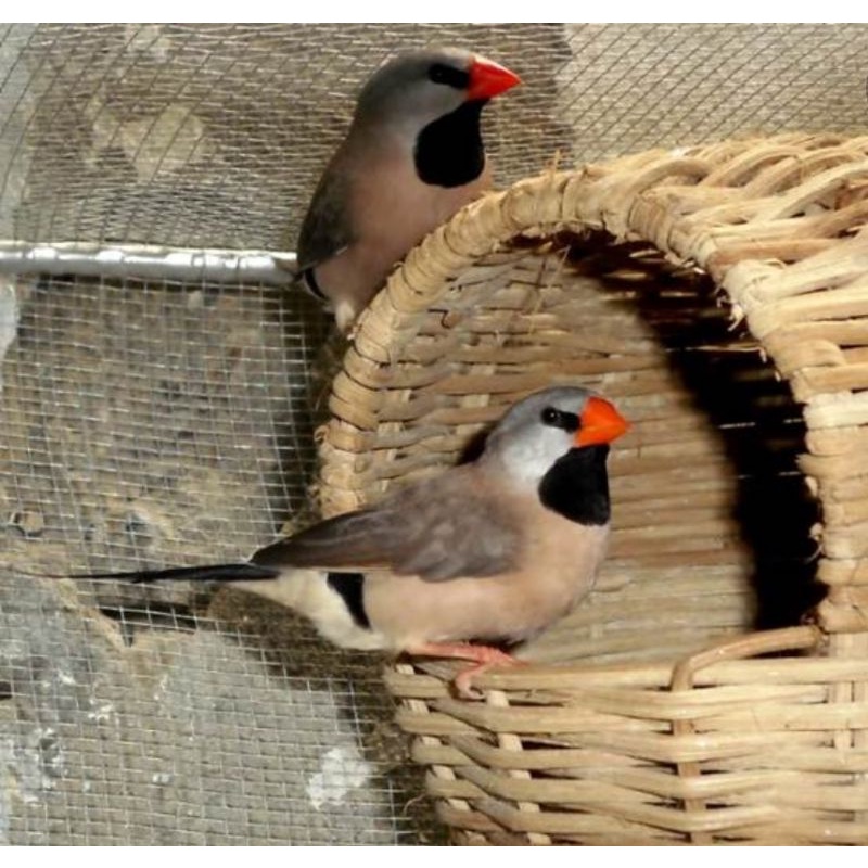 burung pinstat finch sepasang