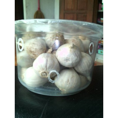 

bawang lanang / bawang putih tunggal