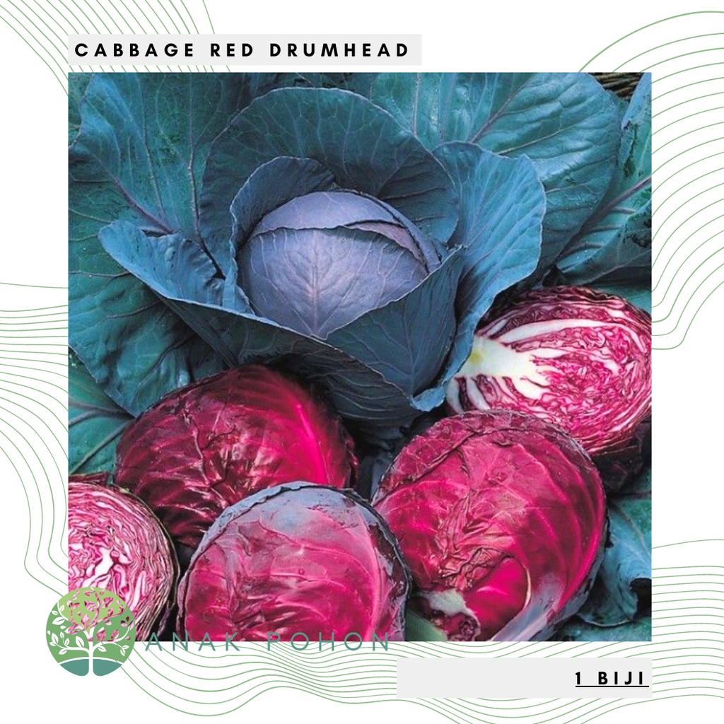 Benih Bibit Biji - Cabbage Red Drumhead Kubis Merah (Heirloom) Seeds - IMPORT